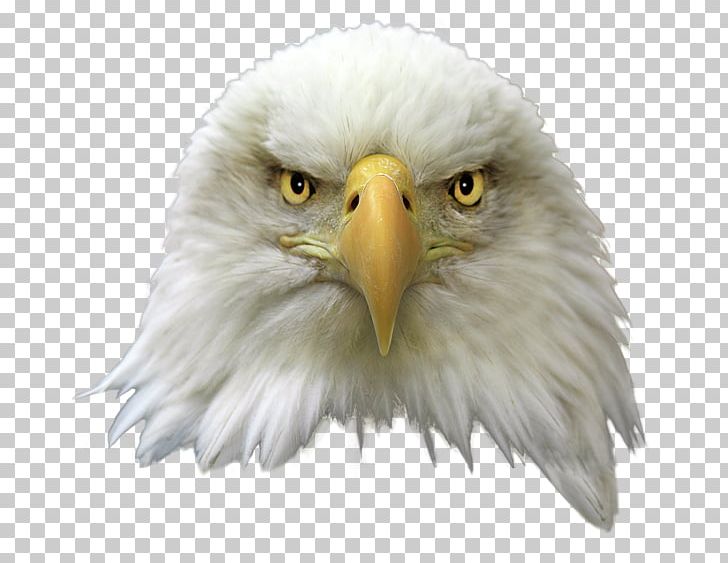 United States Bald Eagle Bird PNG, Clipart, Accipitriformes, Animals, Bald Eagle, Beak, Bird Free PNG Download