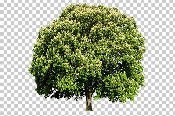 Tree European Horse-chestnut Root Barrier PNG, Clipart, Branch, Chestnut, Conifers, European Horsechestnut, Evergreen Free PNG Download