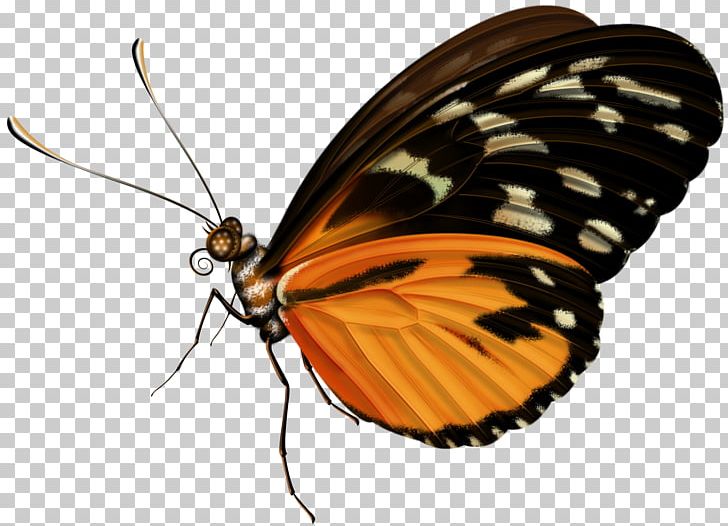 Butterfly PNG, Clipart, Animation, Brush Footed Butterfly, Butterfly, Computer Graphics, Download Free PNG Download