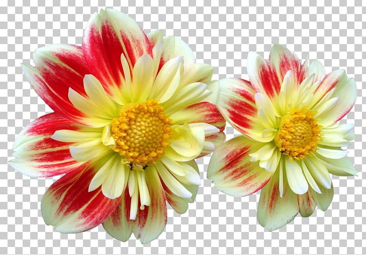 Dahlia Flower Daisy Family PNG, Clipart, Annual Plant, Blanket Flowers, Blog, Chrysanthemum, Chrysanths Free PNG Download