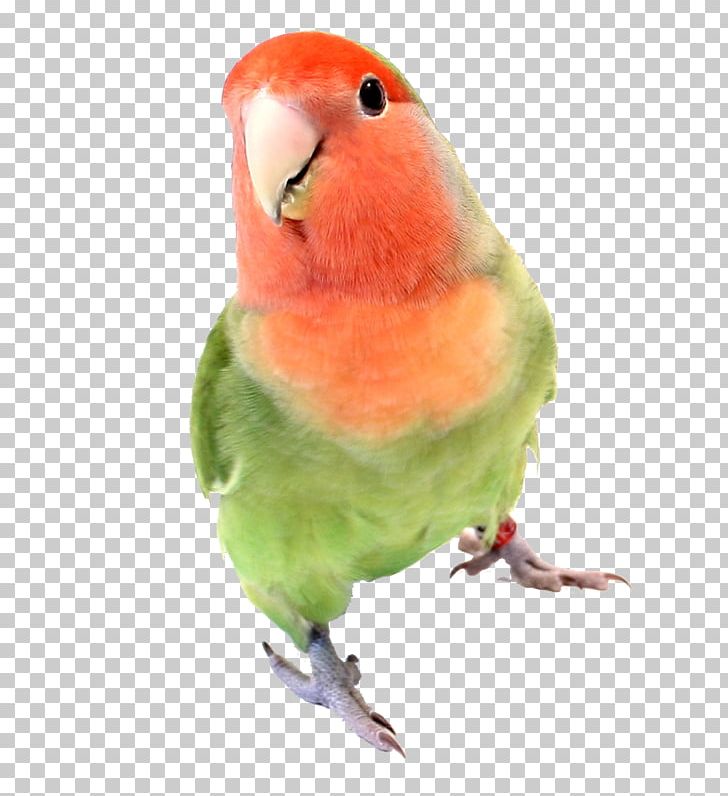 Fischer's Lovebird Parakeet Pet Cage PNG, Clipart,  Free PNG Download