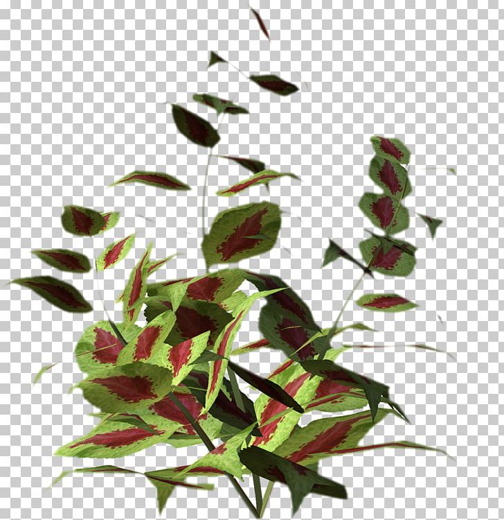 Leaf Plant Stem Flowering Plant Herb PNG, Clipart, Branch, Branching, Flora, Flower, Flowering Plant Free PNG Download