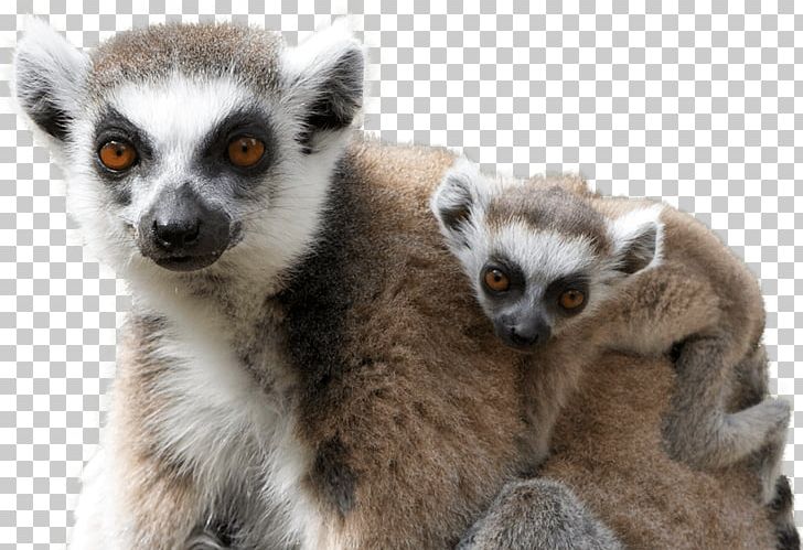 Lemur PNG, Clipart, Lemur Free PNG Download