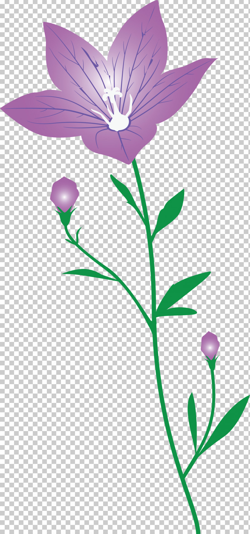 Balloon Flower PNG, Clipart, Balloon Flower, Branching, Flora, Flower, Herbaceous Plant Free PNG Download