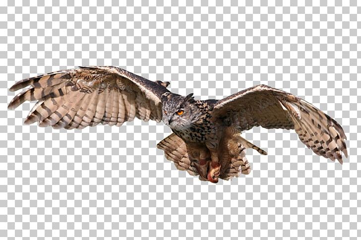 Great Horned Owl Bird Tawny Owl Eurasian Eagle-owl PNG, Clipart, Accipitriformes, Animals, Barn Owl, Beak, Bird Free PNG Download