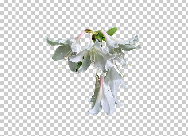 Lilium Flower PNG, Clipart, Computer Software, Cut Flowers, Deviantart, Encapsulated Postscript, Flower Free PNG Download