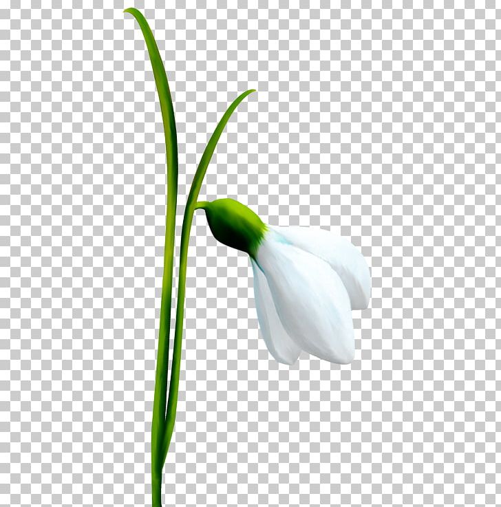 Snowdrop Flower Bulb Spring Illustration PNG, Clipart, Arum, Botanical Illustration, Bud, Bulb, Close Up Free PNG Download