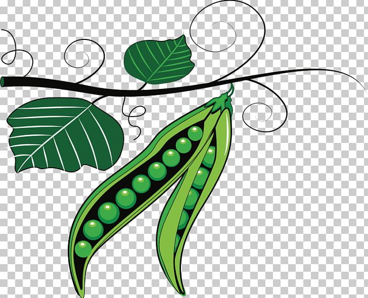 179 Pea Plant Drawing Stock Photos, High-Res Pictures, and Images - Getty  Images