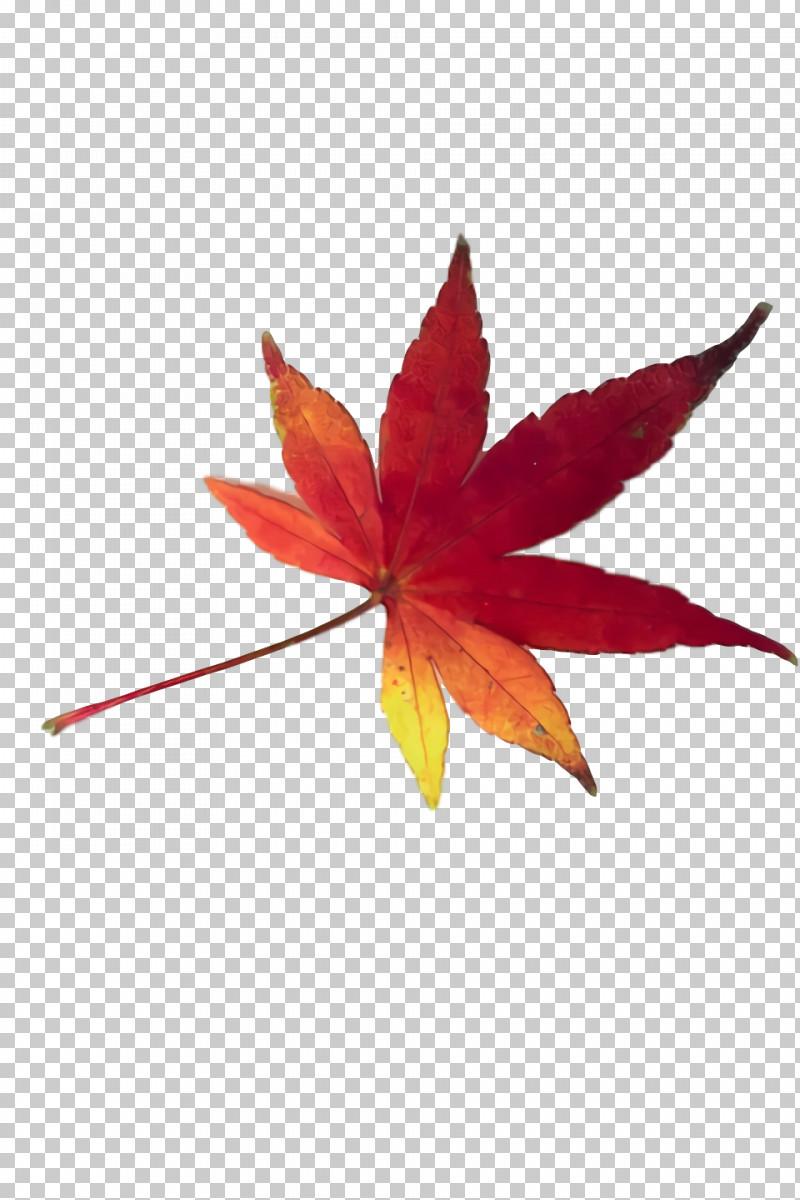 Maple Leaf PNG, Clipart, 420 Day, Bud, Hemp, Leaf, Maple Leaf Free PNG Download