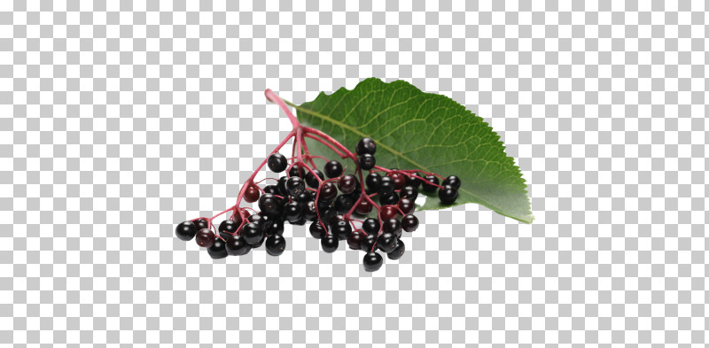 Grape Zante Currant Fruit Berry Berry PNG, Clipart, Berry, Blackcurrant, Currant, Elderberry, Fruit Free PNG Download
