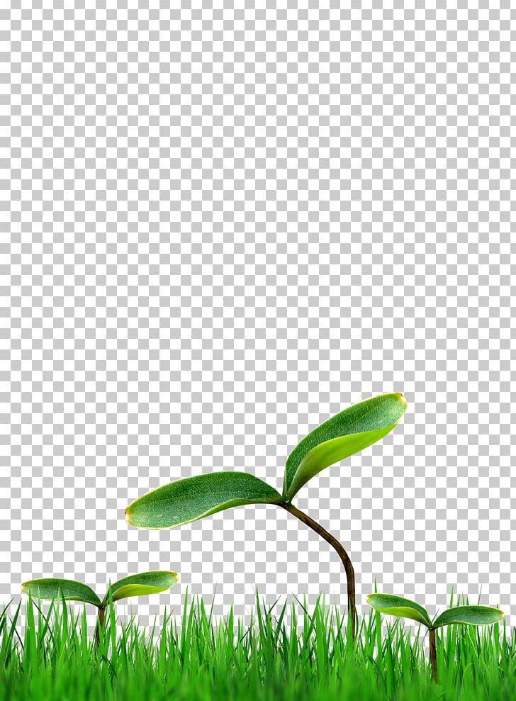 Grass PNG, Clipart, Branch, Computer Wallpaper, Decoration, Decorative Patterns, Designer Free PNG Download