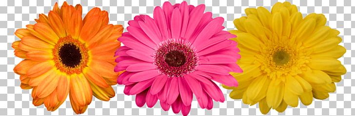Transvaal Daisy Cut Flowers Floristry Cut Flower Wholesale Inc PNG, Clipart, Artificial Flower, Chrysanthemum, Chrysanths, Common Daisy, Common Sunflower Free PNG Download