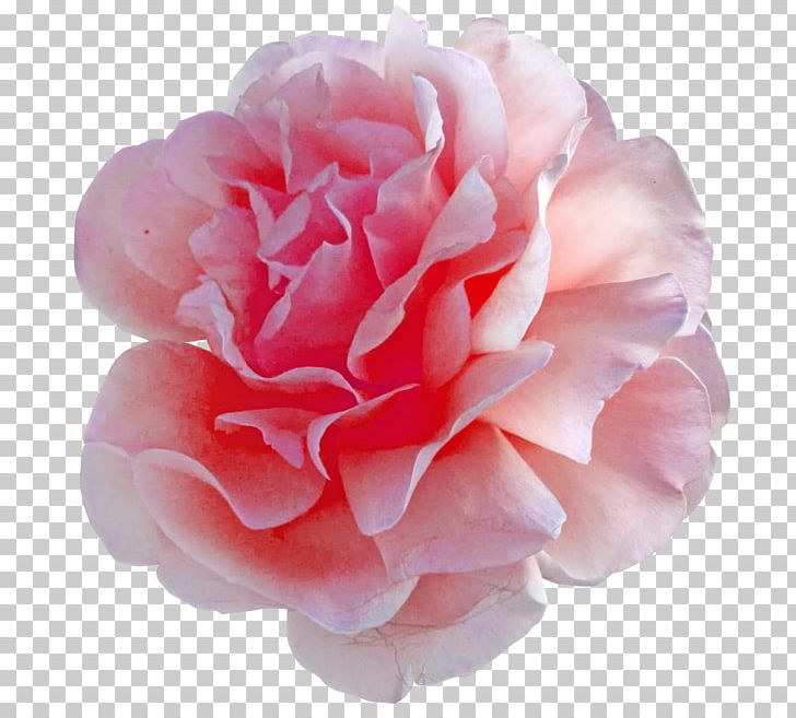Cut Flowers Pink Centifolia Roses PNG, Clipart, Camellia, Centifolia Roses, China Rose, Color, Cut Flowers Free PNG Download