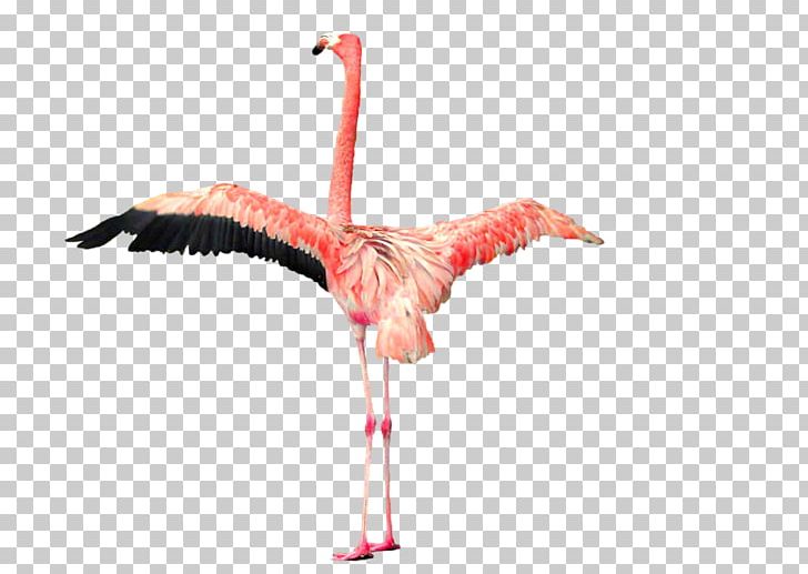 Flamingo PNG, Clipart, Animals, Beak, Bird, Ciconiiformes, Computer Icons Free PNG Download