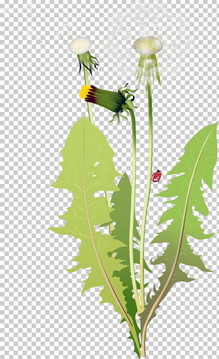 Flower Lilium PNG, Clipart, Branch, Cdr, Dandelion, Encapsulated Postscript, Flora Free PNG Download