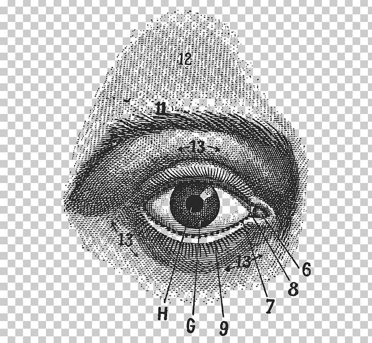 Human Eye Drawing Anatomy Stock Photography PNG, Clipart, Anatomy, Angle, Artwork, Black And White, Circle Free PNG Download