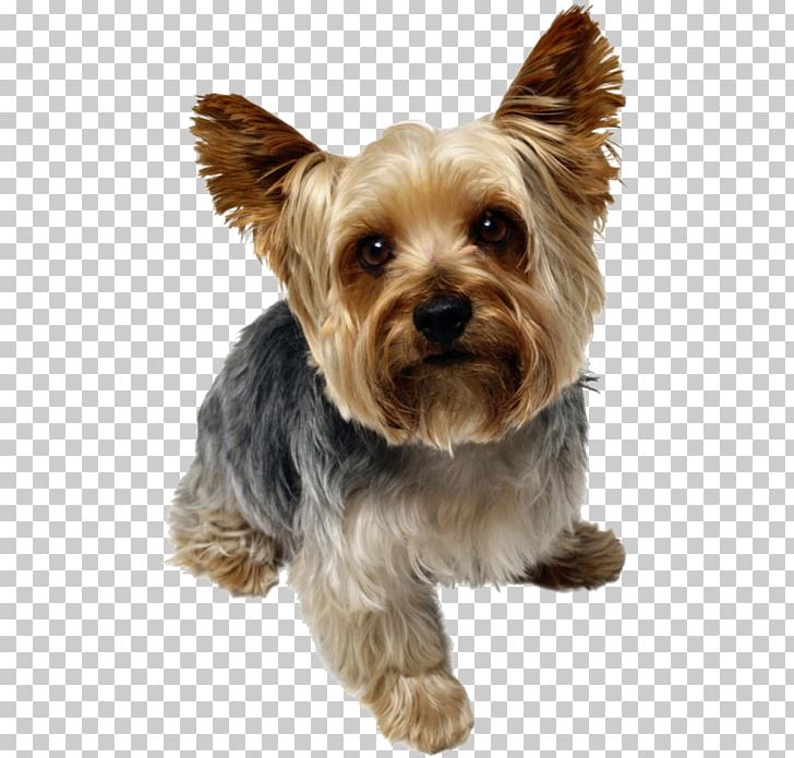 Yorkshire Terrier Bulldog Beagle Pug Puppy PNG, Clipart, American Kennel Club, Animals, Bulldog, Carnivoran, Companion Dog Free PNG Download
