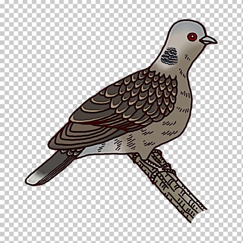 Feather PNG, Clipart, Beak, Birds, Birds Wing, Cuckoos, Drawing Free PNG Download