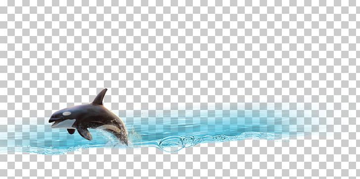 Dolphin Porpoise Cetacea Tail PNG, Clipart, Animals, Black, Blue, Cartoon Dolphin, Cetacea Free PNG Download