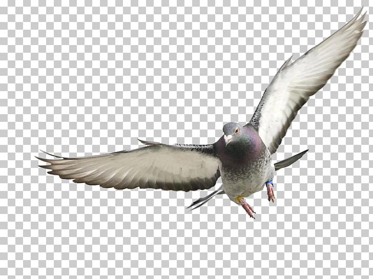 Homing Pigeon Rock Dove Columbidae France Squab PNG, Clipart, Animals, Beak, Bird, Breed, Charadriiformes Free PNG Download