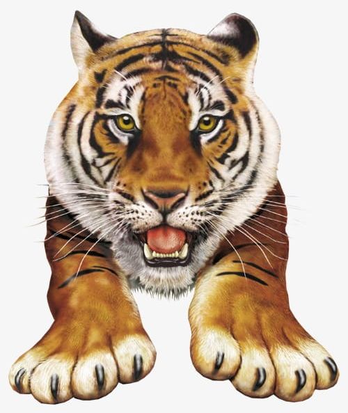 Tiger PNG, Clipart, Animal, Animal Head, Animals Hunting, Animals In The Wild, Beast Free PNG Download