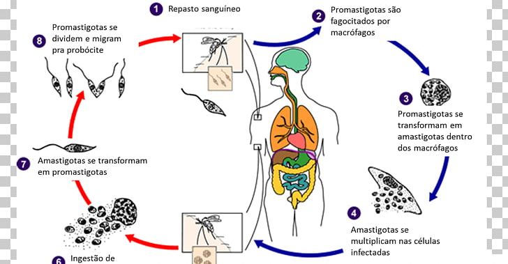 Visceral Leishmaniasis Amastigote Sandfly Drain Fly PNG, Clipart, Amastigote, Angle, Area, Art, Biological Life Cycle Free PNG Download