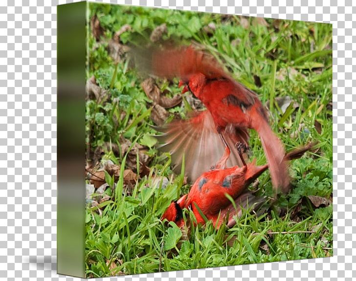 Ecosystem Fauna Wildlife Beak PNG, Clipart, Beak, Bird, Cardinal, Cardinal Mark, Ecosystem Free PNG Download
