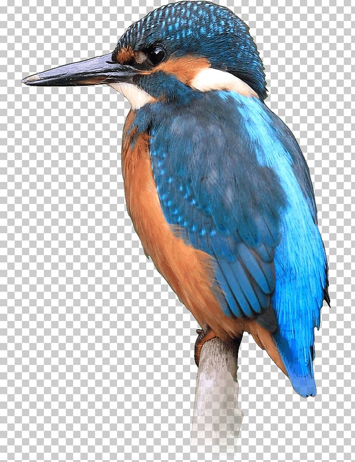Bird Common Kingfisher Local Nature Reserve PNG, Clipart, Animal, Animals, Beak, Bird, Common Kingfisher Free PNG Download