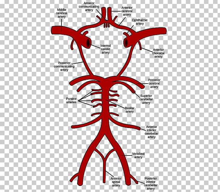 Circle Of Willis Brain Vertebral Artery Basilar Artery PNG, Clipart,  Free PNG Download