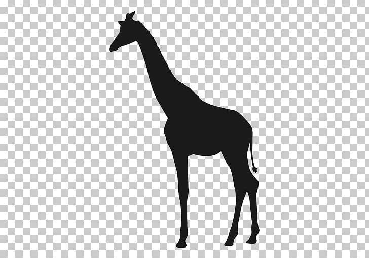 Giraffe PNG, Clipart, Animals, Black And White, Color, Colt, Computer Icons Free PNG Download