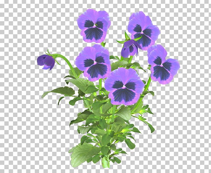 Pansy Flower Pin PNG, Clipart, Annual Plant, Clothing Accessories, Decoupage, Flower, Flower Garden Free PNG Download
