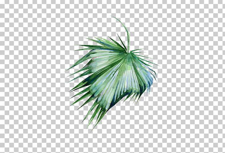 Shared Resource Overlay Pineapple Join PNG, Clipart, Grass, Green, Join, Leaf, Niki Niwa Free PNG Download