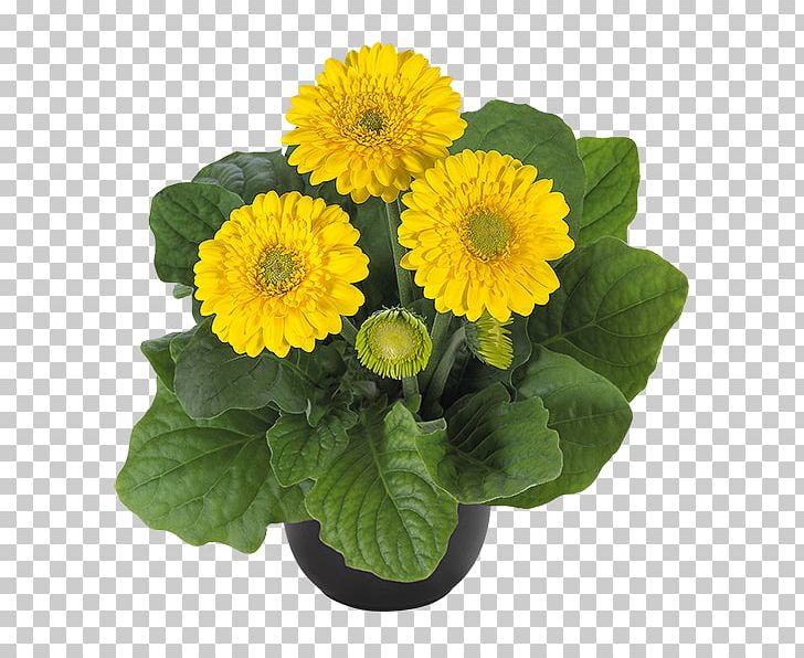 Transvaal Daisy Ukraine Seed Plants Houseplant PNG, Clipart, Annual Plant, Bulb, Chrysanthemum, Chrysanths, Cut Flowers Free PNG Download