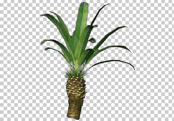 Tree Grasses Flowerpot Terrestrial Plant Plant Stem PNG, Clipart, Arecales, Family, Flowerpot, Grass, Grasses Free PNG Download
