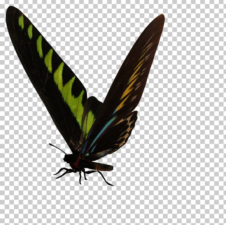 Brush-footed Butterflies Gossamer-winged Butterflies Moth Butterfly PNG, Clipart, Arthropod, Brush Footed Butterflies, Brush Footed Butterfly, Butterfly, Gossamer Winged Butterflies Free PNG Download