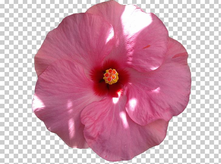 Common Hibiscus Pink Flowers Petal PNG, Clipart, Common Hibiscus, Decorative, Decorative Material, Euclidean Vector, Flower Free PNG Download