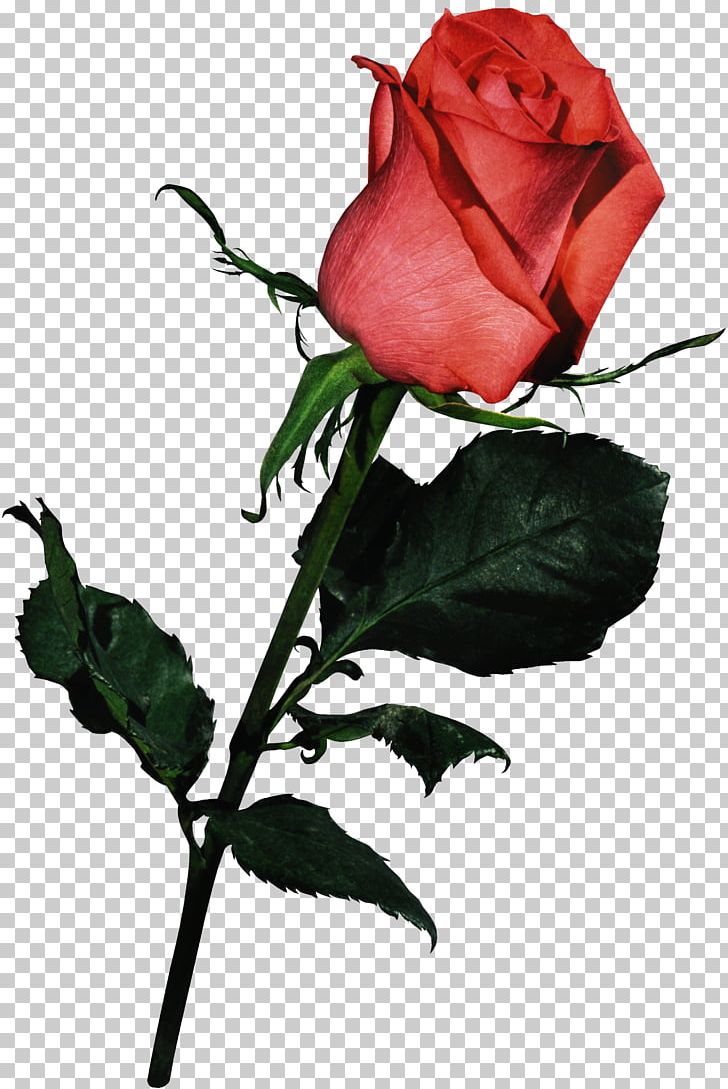 Garden Roses Pink Flower Bouquet PNG, Clipart, 15 Roses, Blue, Blue Rose, Bud, Color Free PNG Download