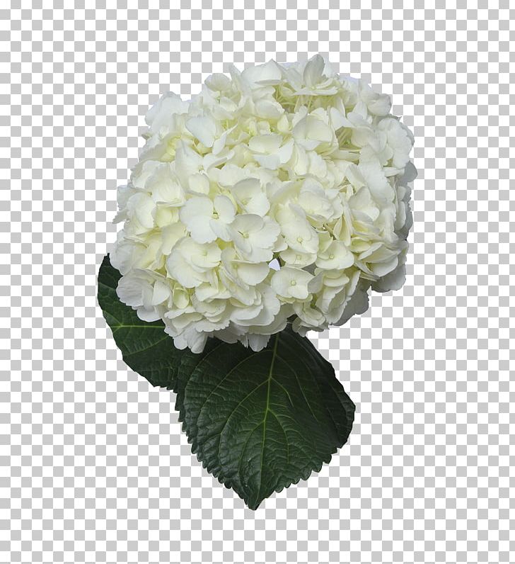 Hydrangea Cut Flowers Floral Design White PNG, Clipart, Blue, Color, Cornales, Cut Flowers, Floral Design Free PNG Download