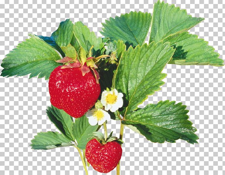 Musk Strawberry PNG, Clipart, Adobe Premiere Pro, Berry, Diet Food, Food, Fragaria Free PNG Download