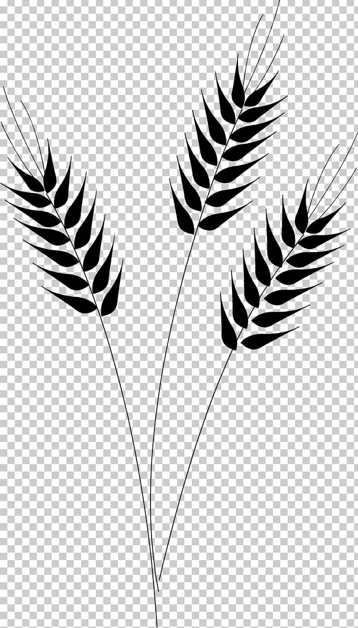 Wheat Desktop PNG, Clipart, Black And White, Branch, Can Stock Photo, Clip Art, Commodity Free PNG Download