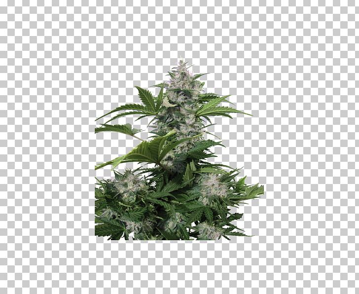 Autoflowering Cannabis Seed Marijuana White Dwarf Red Dwarf PNG, Clipart, Autoflowering Cannabis, Buddha, Cannabis, Dwarf, Grow Shop Free PNG Download