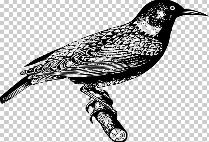 Common Starling Bird PNG, Clipart, Beak, Bird, Black And White, Clip Art, Common Starling Free PNG Download