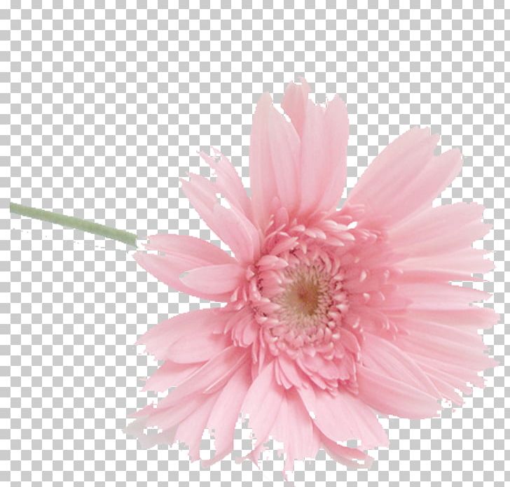 Flower Auglis Petal Watermark PNG, Clipart, Aster, Auglis, Blossom, Chrysanths, Cut Flowers Free PNG Download