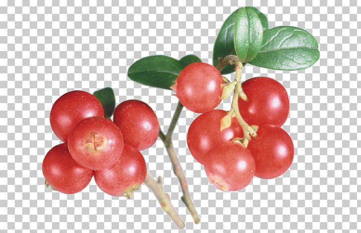 Lingonberry Barbados Cherry Cranberry Extract PNG, Clipart, Acerola, Acerola Family, Auglis, Barbados Cherry, Berry Free PNG Download