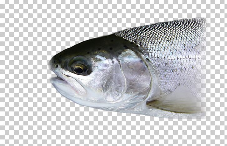Sardine Fish Rainbow Trout Coho Salmon PNG, Clipart, Angling, Barramundi, Bass, Bonito, Bony Fish Free PNG Download