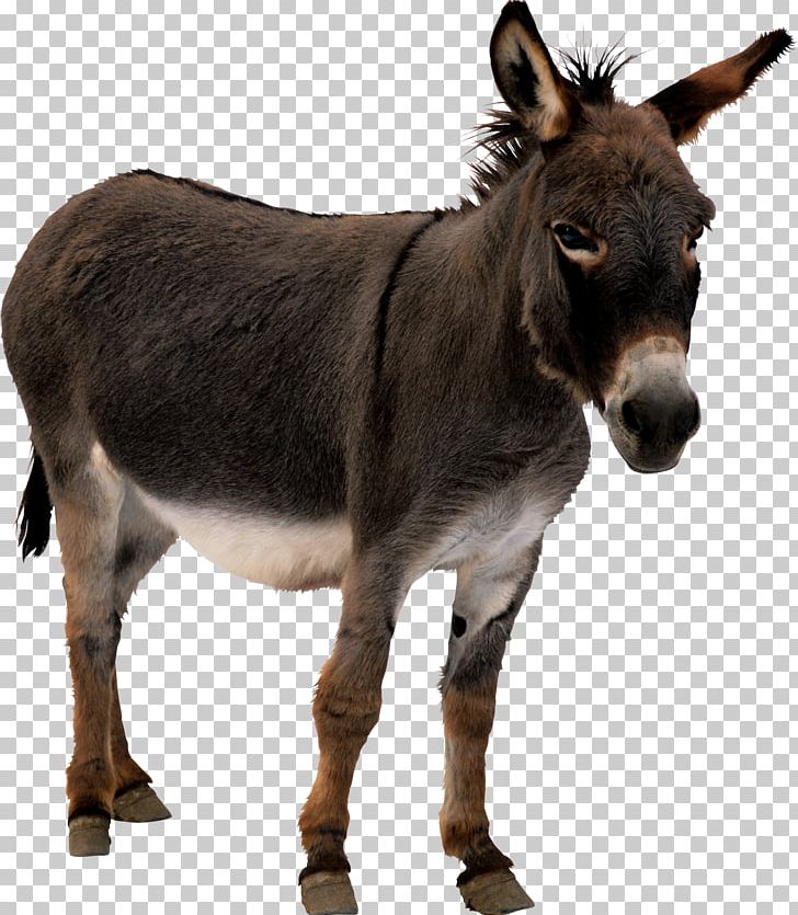 The Donkey Sanctuary Mule Horses PNG, Clipart, African Wild Ass, Animals, Animation, Computer Icons, Donkey Free PNG Download
