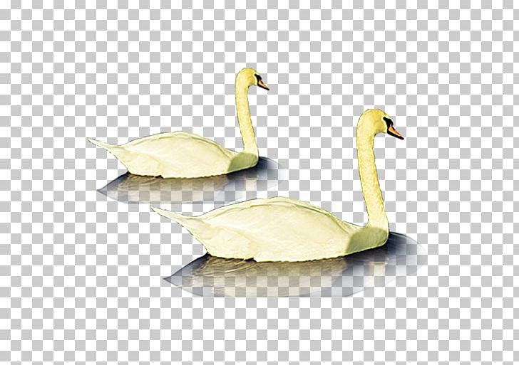 Duck Goose Ganso Poster PNG, Clipart, Animals, Anser, Beak, Bird, Canadian Goose Free PNG Download