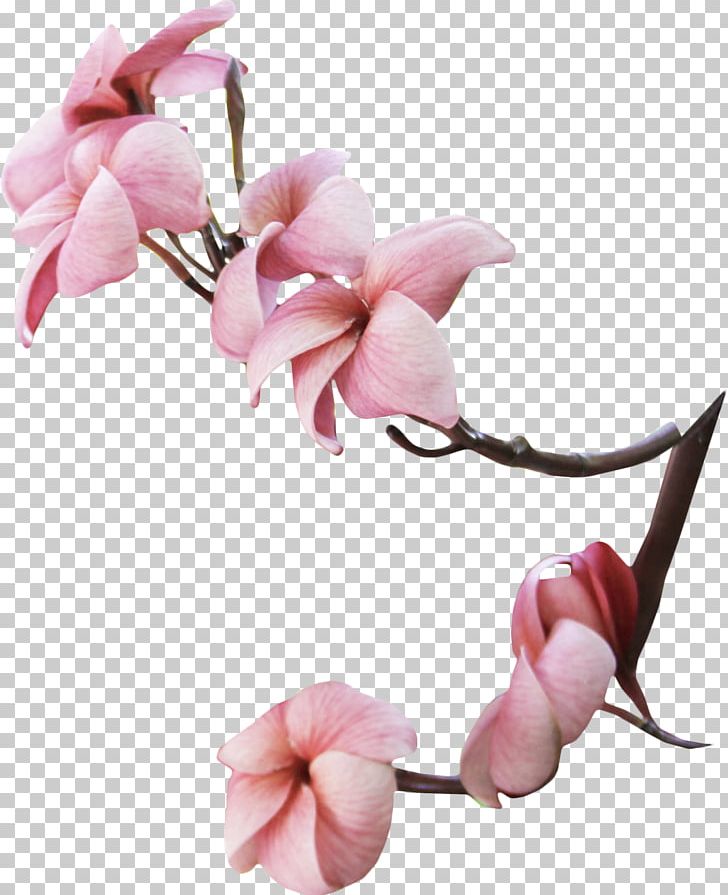 Flower Magnolia Photography Tree PNG, Clipart, Blossom, Branch, Cut Flowers, Flower, Flowering Plant Free PNG Download