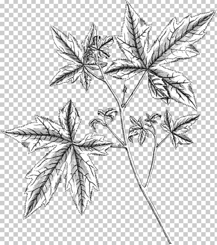 Flower Symmetry Plant Stem Line Leaf PNG, Clipart, Black, Black And White, Branch, Drawing, Flora Free PNG Download