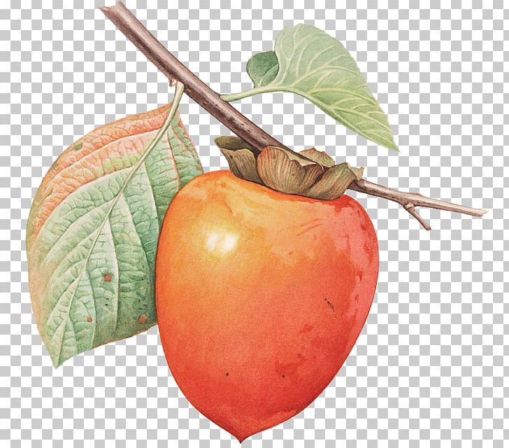 Japanese Persimmon Fruit Tree PNG, Clipart, Diospyros, Dried Fruit, Ebony Trees And Persimmons, Food, Fruit Free PNG Download